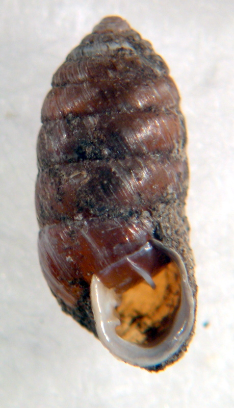 Orcula dolium (Draparnaud, 1801)